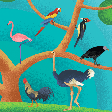 Birds / Pássaros